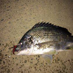 チニング短時間釣行！！