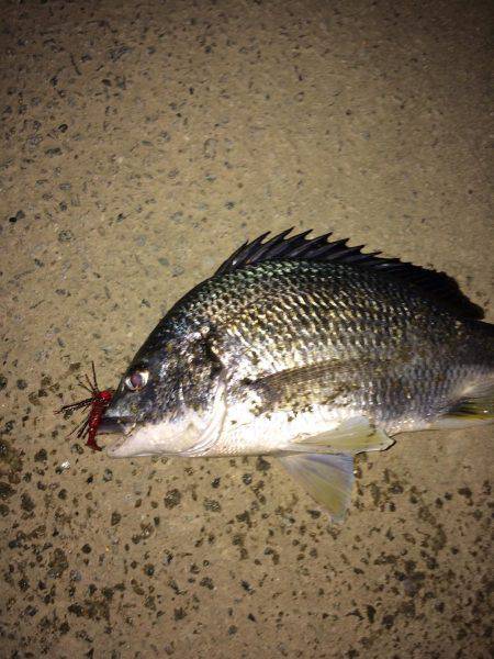 チニング短時間釣行！！