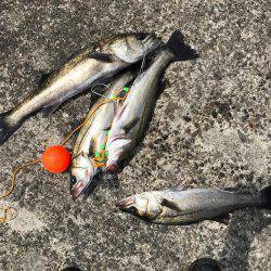 エビ撒きのハネ好調!