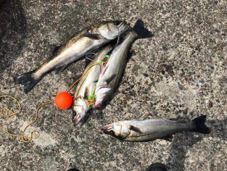 エビ撒きのハネ好調！