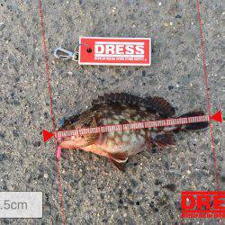 メバルはまだいない