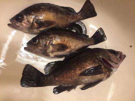 メバリング紀行