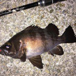 明石周辺メバリング