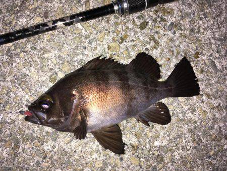 明石周辺メバリング