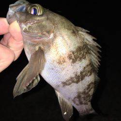 漁港にてメバリング