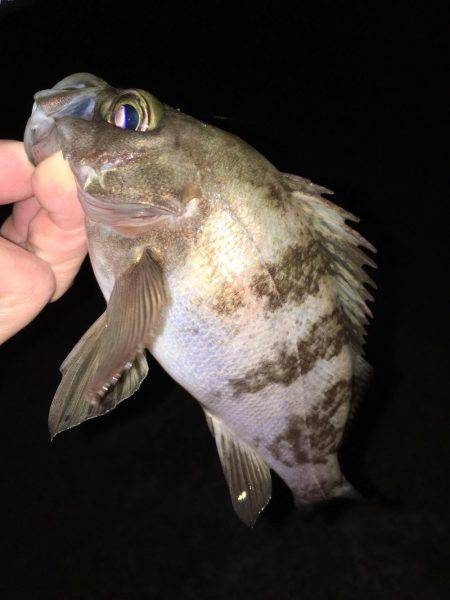 漁港にてメバリング