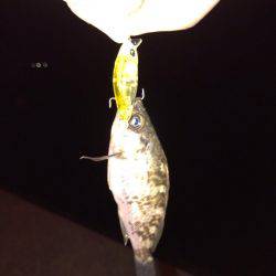 雨の次の日！！メバリング