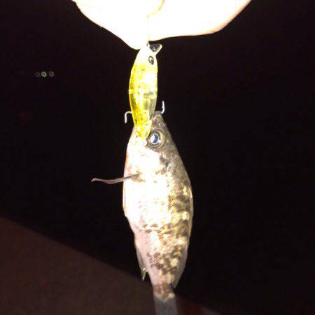 雨の次の日！！メバリング