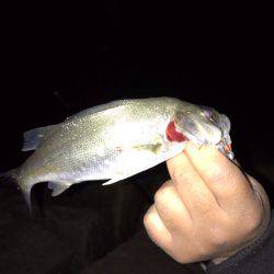 ナイトフィッシング(メバリング)