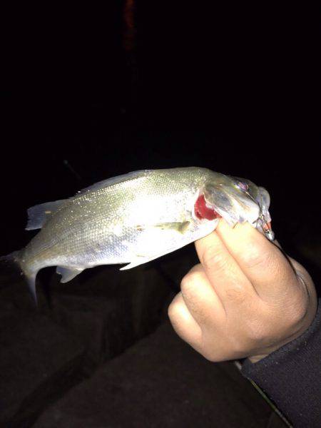 ナイトフィッシング(メバリング)