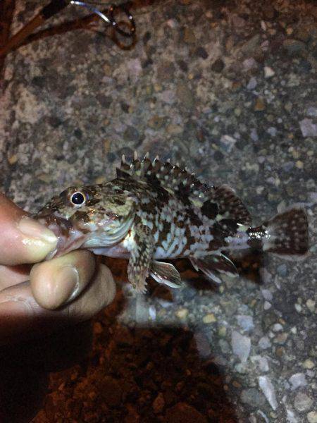 ミニミニガシラとメバル！