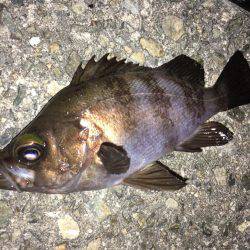 メバリング好調です