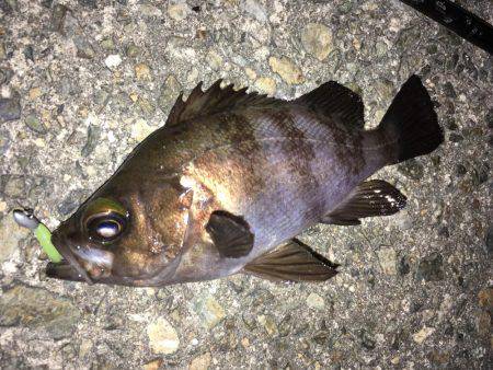 メバリング好調です