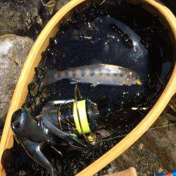 秋川渓流ルアー