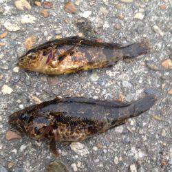 またまた‥メバリング行って来ました！