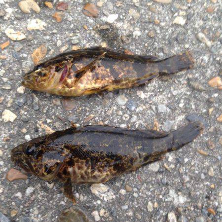 またまた‥メバリング行って来ました！