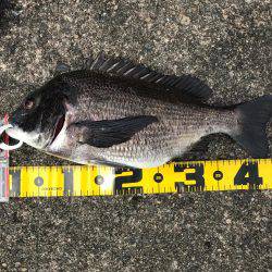 南港でエビ撒き！良型チヌも‼︎