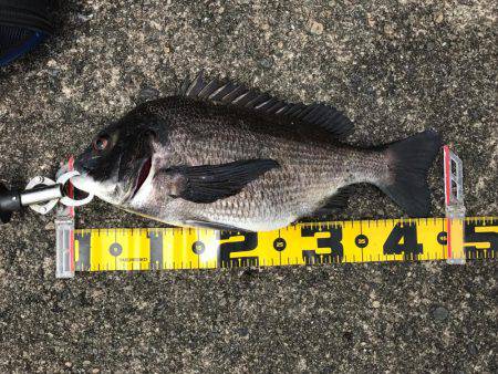 南港でエビ撒き！良型チヌも‼︎