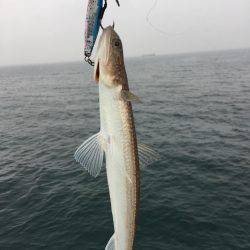 コウイカとエソ