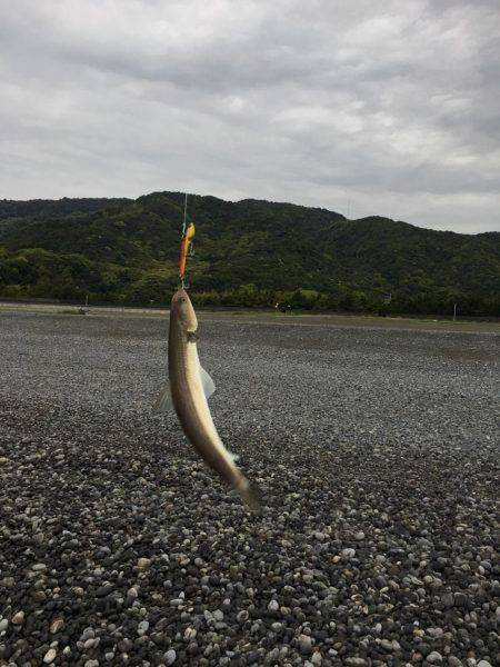 エソ3匹 煙樹ヶ浜