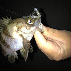 メバリング釣果‥ボウズなし更新中！！