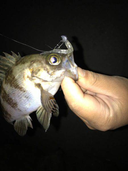 メバリング釣果‥ボウズなし更新中！！