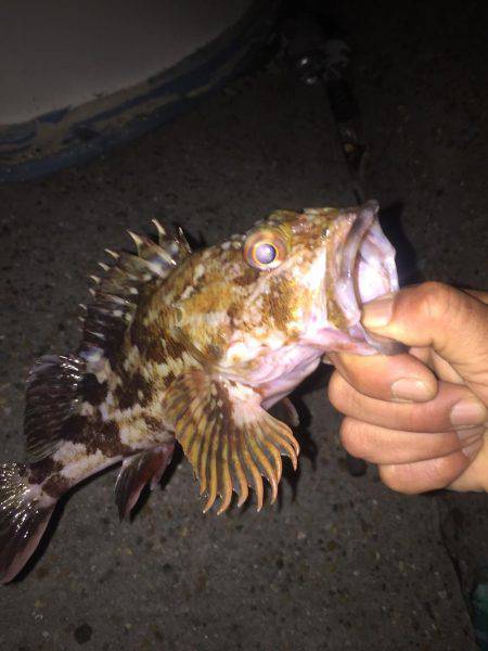 デカガシラにチビメバル