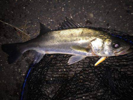 四日市周辺シーバス