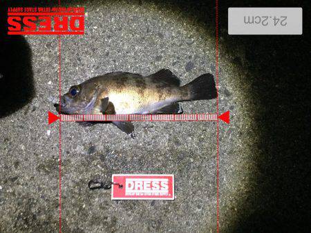 メバルプラッキング好調！