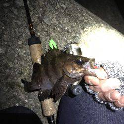 強風メバリング