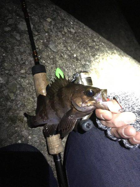 強風メバリング