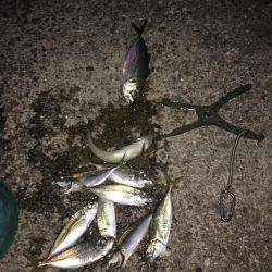 でかアジきた〜