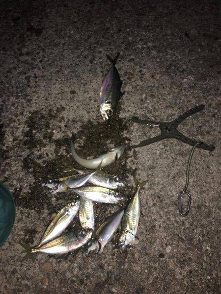 でかアジきた〜