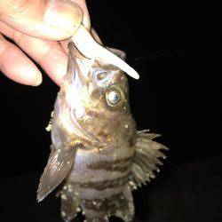 ライトワインドで嬉しい1匹!