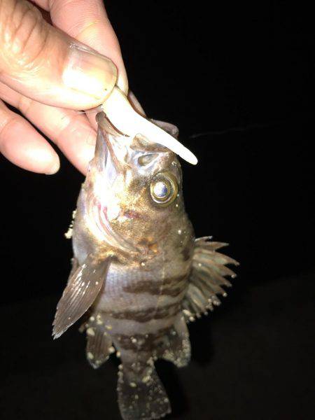 ライトワインドで嬉しい1匹！