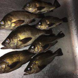 明石周辺メバリング