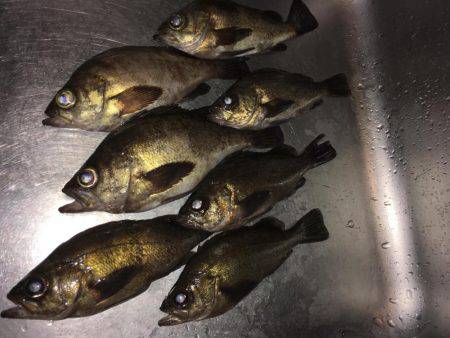 明石周辺メバリング