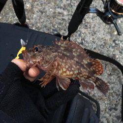 ガシリンクからのメバリング