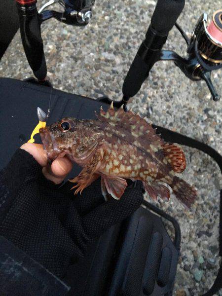 ガシリンクからのメバリング