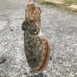 3時から7時までエギング