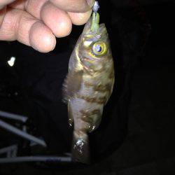 アジ探しメバリング