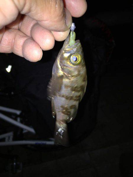 アジ探しメバリング