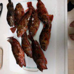 二週連続の雑賀先