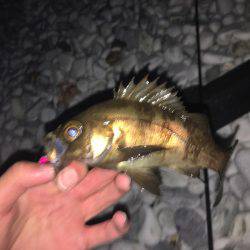 泉南メバリング