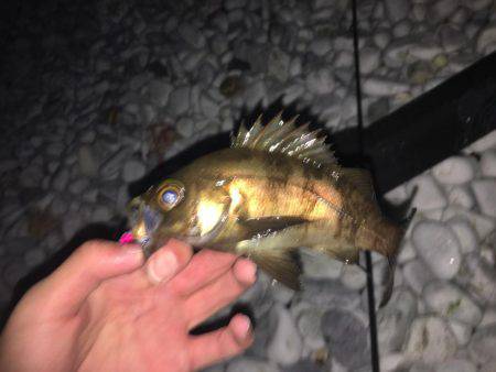 泉南メバリング