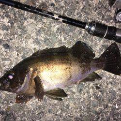 ナイトゲーム メバリング