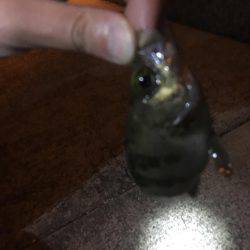 姫路でメバリング