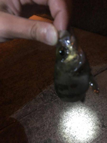 姫路でメバリング