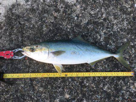 初にお目にかかった青物！