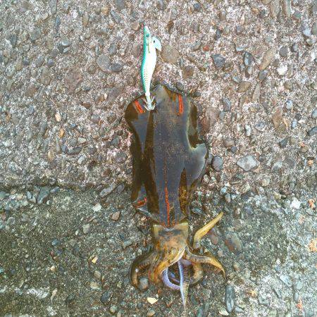 アオリイカ エギング